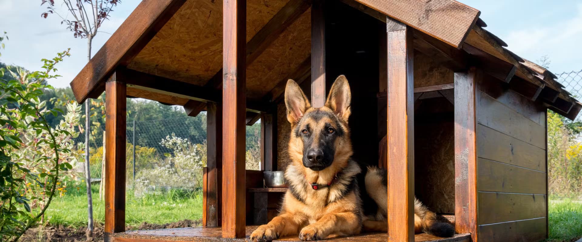 Ferienhaus mit Hund Holland – Entspannter Urlaub mit Vierbeiner