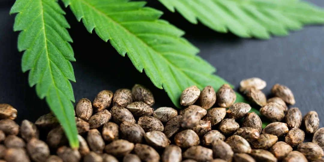 CBD Wirkung Erfahrungen: Was sagen echte Nutzer?