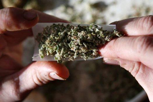 Cannabis Sativa und die beliebtesten Genetiken Europas