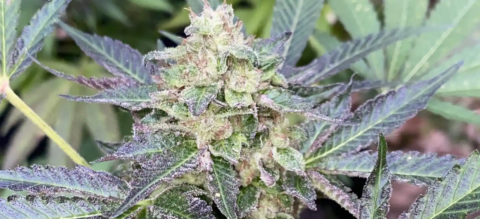 Rhino Cannabis Samen: Für jeden Bedarf die richtige Sorte