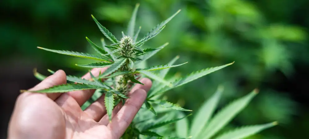 CBD Wirkung Erfahrungen: Was sagen echte Nutzer?