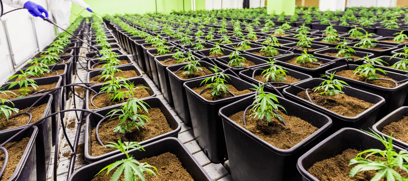 Cannabis Samen und ihre Auswirkungen auf die Hautgesundheit