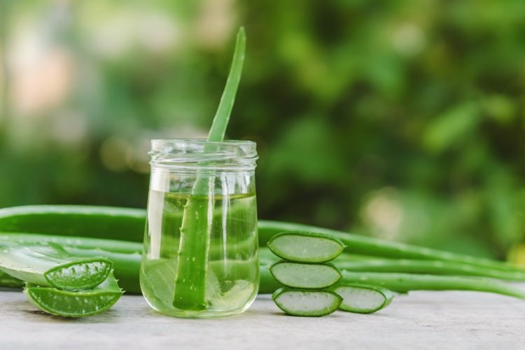 So kann Aloe Vera Gelly Gel Ihre Gesundheit verbessern: Tipps vom unabhängigen Distributor