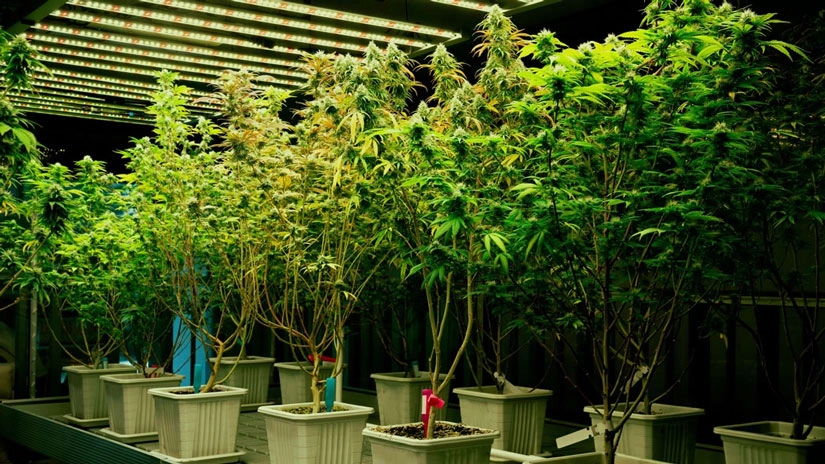 Das Potenzial von Cannabis Samen: Eine Einführung