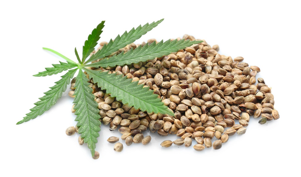 Qualitätssicherung bei Gratis Cannabis Samen