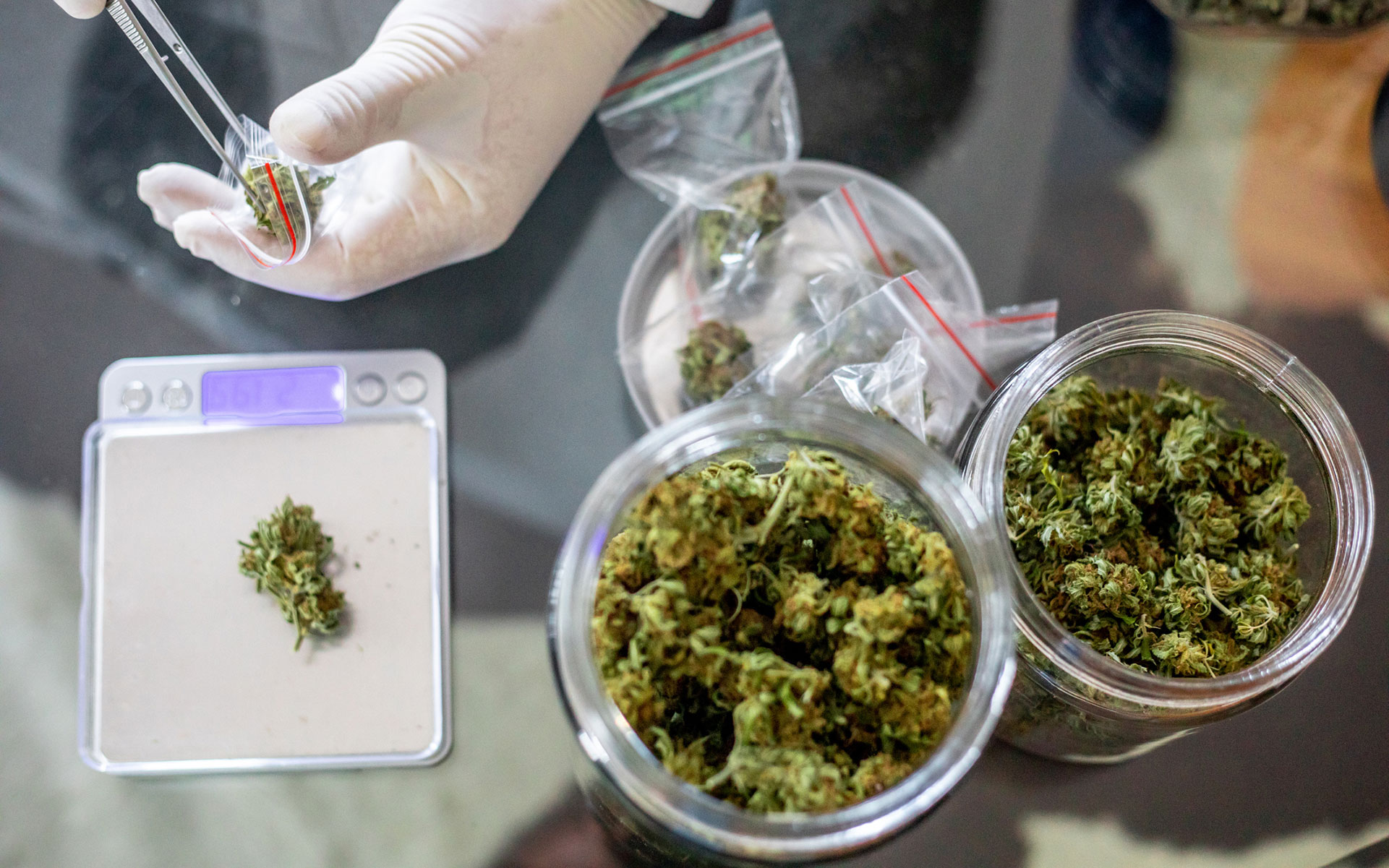 Cannabis Sativa und die beliebtesten Genetiken Europas